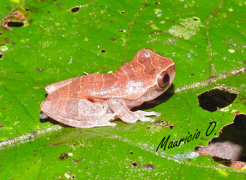 Lesser Tree Frog