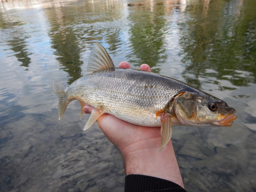 Peamouth × Northern Pikeminnow