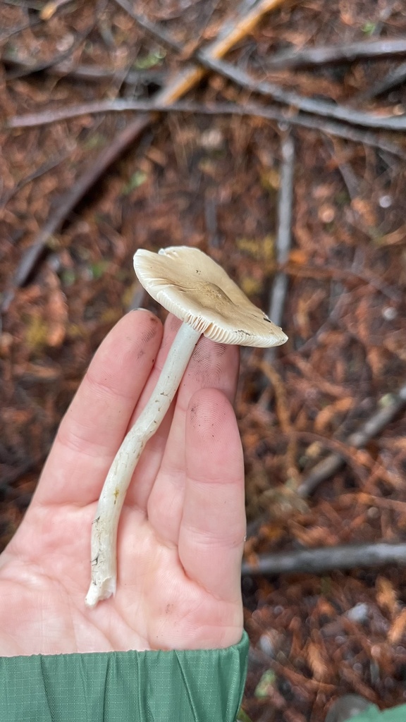 Deer Mushrooms from UC Santa Cruz, Santa Cruz, CA, US on January 24