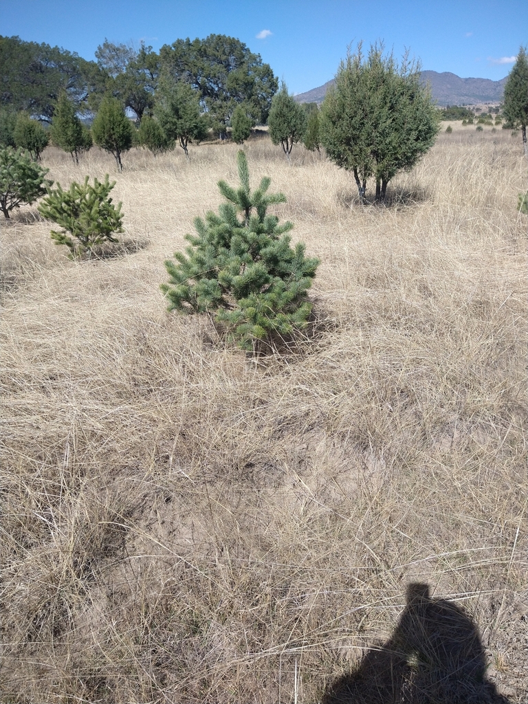 Mexican pinyon from 90435 Tlax., México on January 24, 2024 at 11:11 AM ...