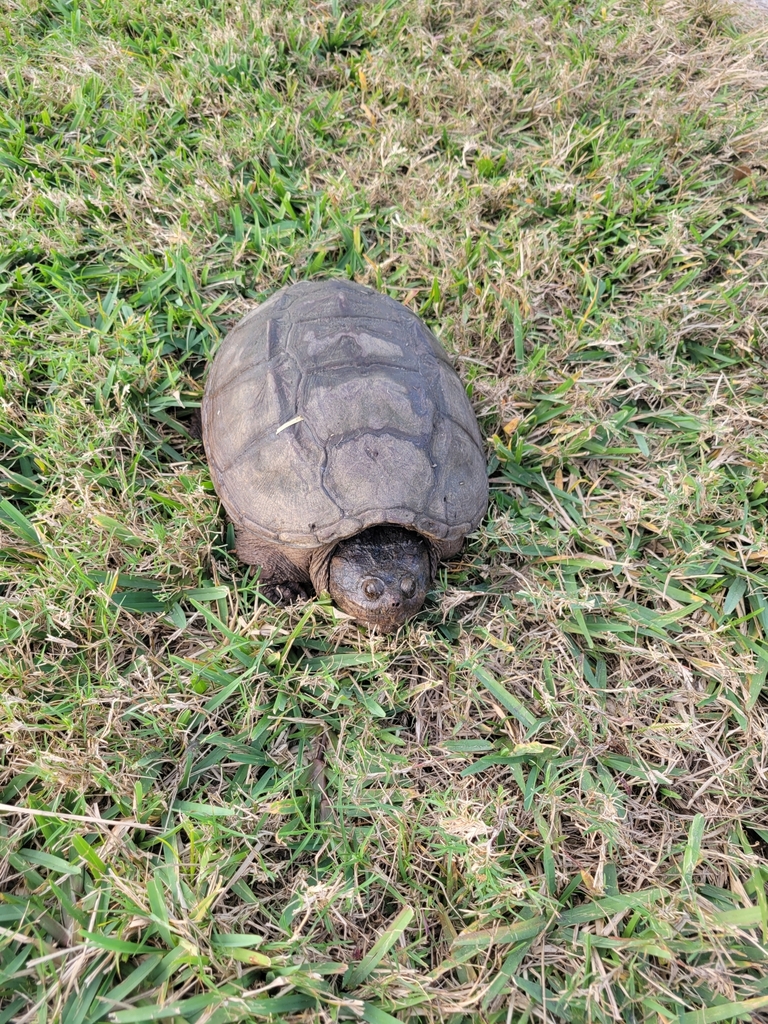 Common Snapping Turtle from Fort Myers, FL 33966, USA on January 24