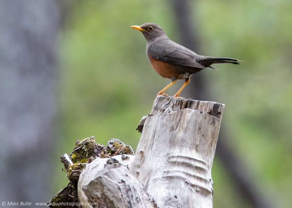 Wallacean Island-Thrush photo