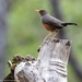 Turdus schlegelii - Photo (c) Marc Bulte, todos los derechos reservados, subido por Marc Bulte