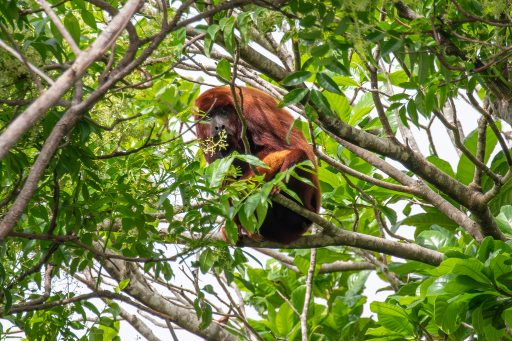 Guianan Red Howler Monkey from Mayaro Rio Claro Regional Corporation ...