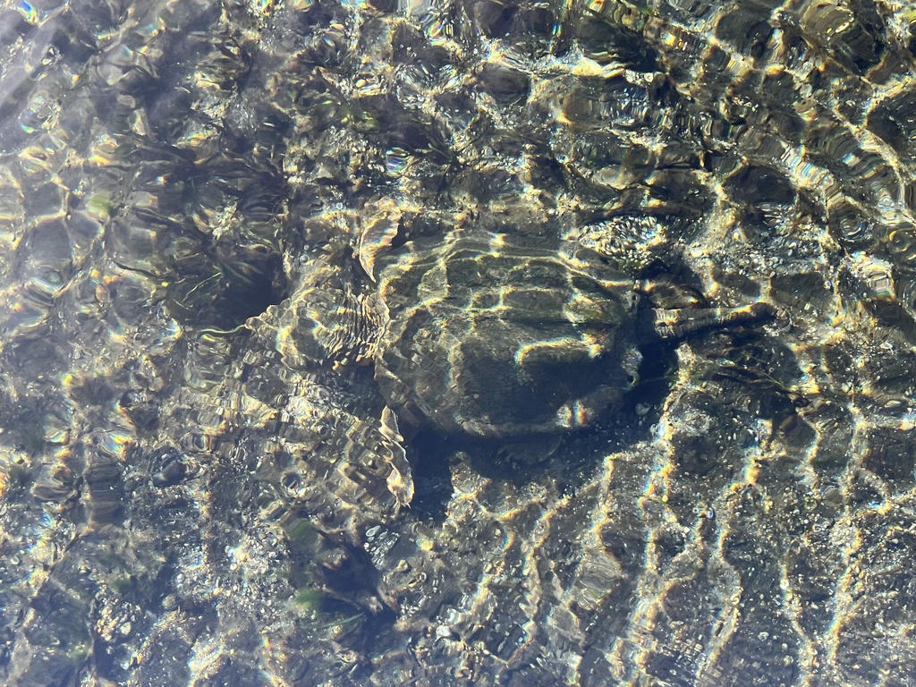 Suwannee Alligator Snapping Turtle In January 2024 By Rick Owen   Large 