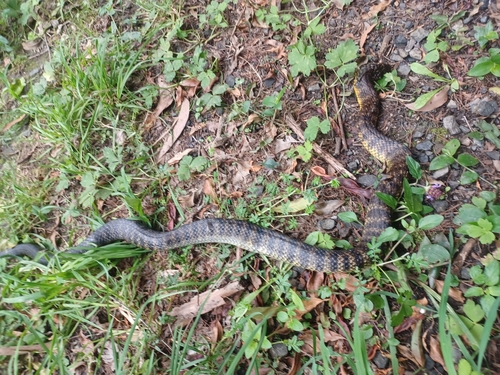 Tiger Snake sighting