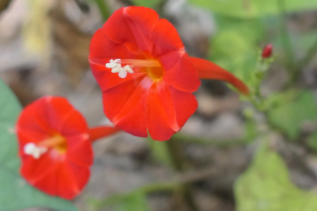 Scarletcreeper