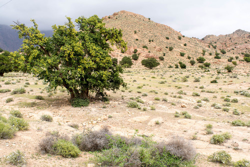 How to identify Sideroxylon spinosum L.