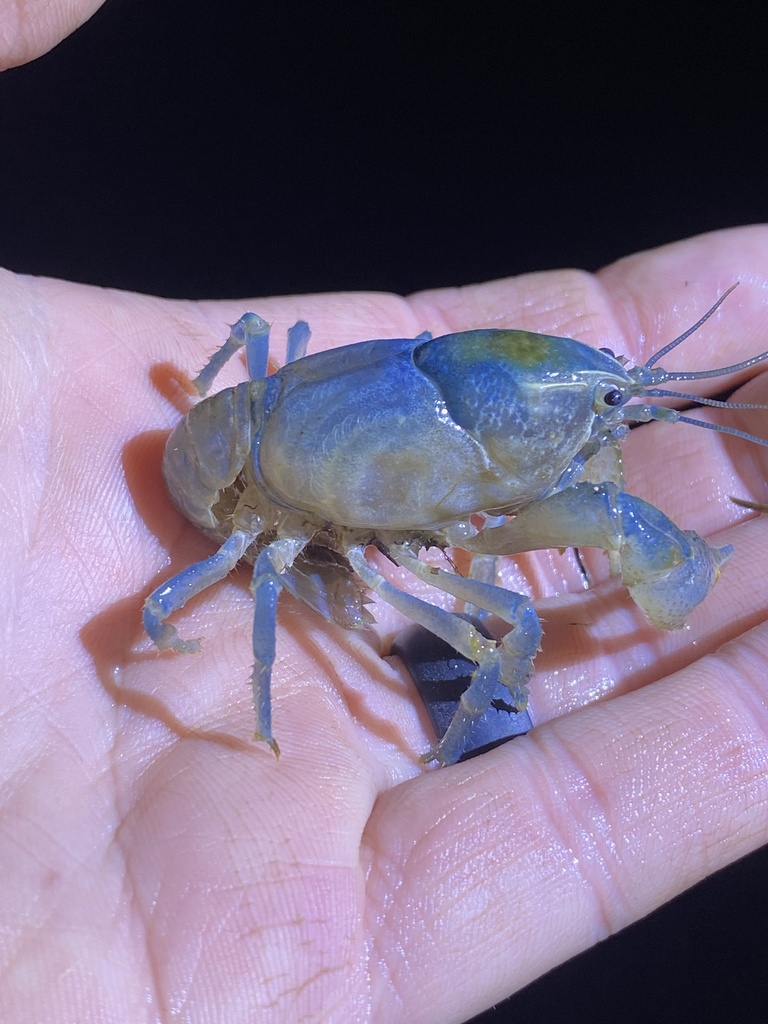 Egyptian Crayfish in January 2024 by Brady S. Dunaway · iNaturalist