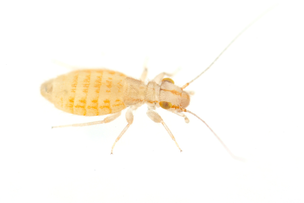 Larger Pale Booklouse from Topanga, CA, USA on January 15, 2024 at 02: ...