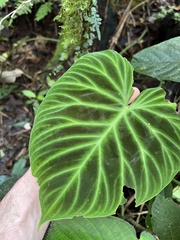 Philodendron verrucosum image