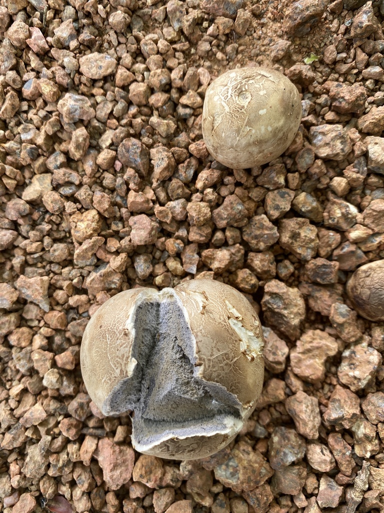 earthballs from Wirraway Cr, Scullin, ACT, AU on January 25, 2024 at 04 ...