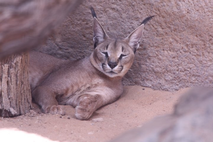 Curiosidades sobre o gato Caracal. #gatos #gateiras