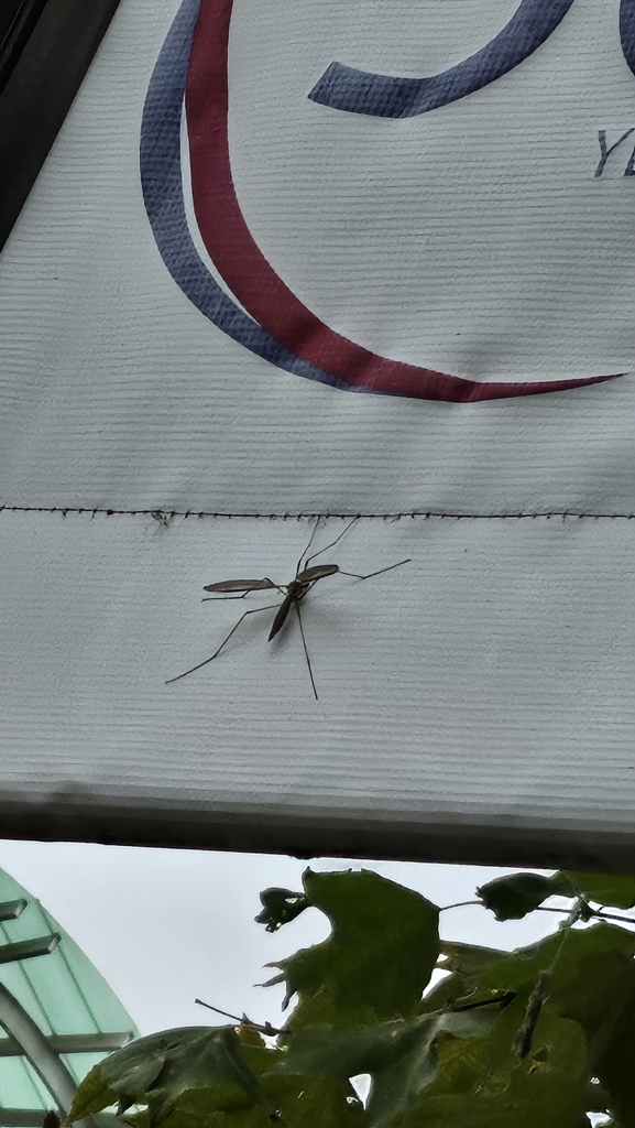 Giant Western Crane Fly from San Diego, CA 92093, USA on January 24 ...