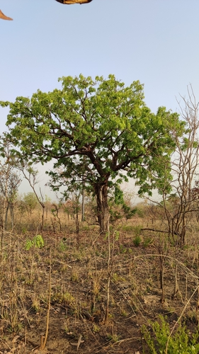 African mahogany