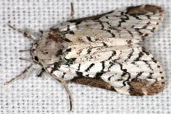 Image of Elaeognatha argyritis