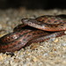 Cameroon Keelback - Photo (c) Marcus Lucassen and Rikke Nielsen, all rights reserved, uploaded by Marcus Lucassen and Rikke Nielsen