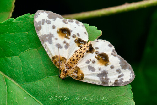 Abraxas culpini