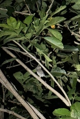 Glaucidium brasilianum image