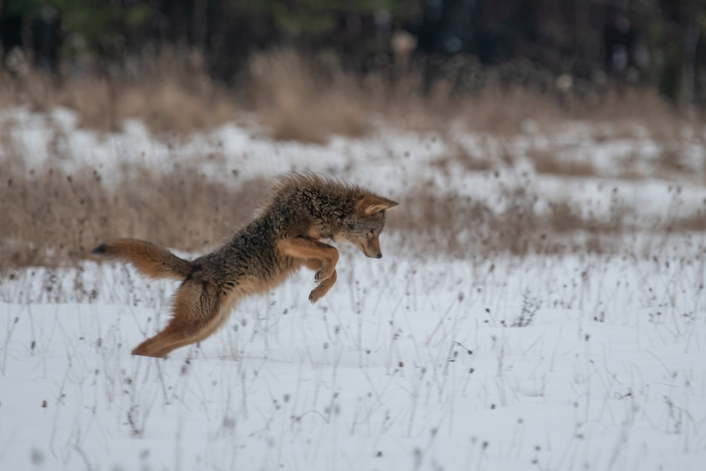 Coyote From The Adirondack Park Willsboro NY US On January 24 2024   Large 