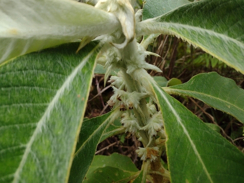 Cyrtandra lanata