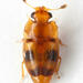 Epuraea ocularis - Photo 由 Chris Rorabaugh 所上傳的 (c) Chris Rorabaugh，保留所有權利