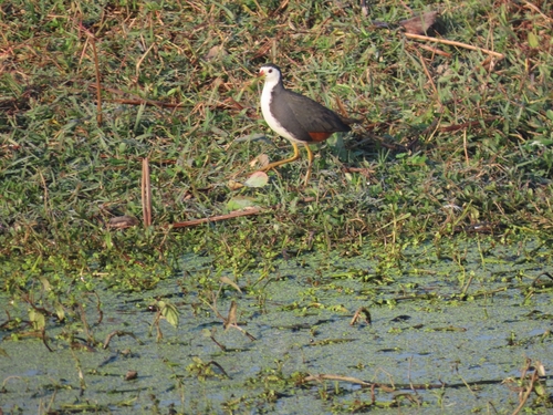 White-breasted Waterhen