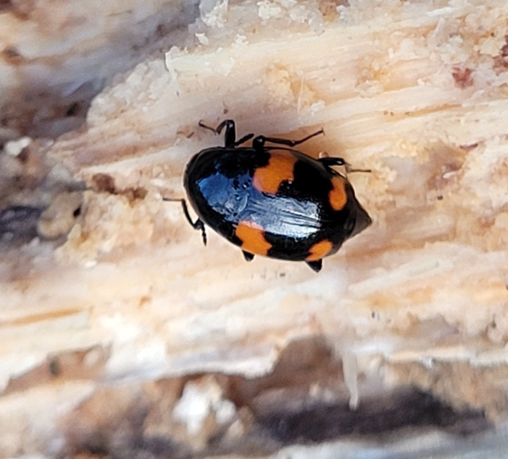 Orange-spotted Scaphidium from 8960 Randers, Danmark on January 25 ...