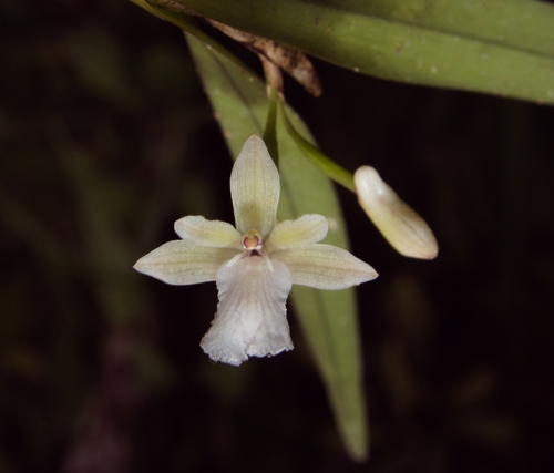 Scaphyglottis mesocopis