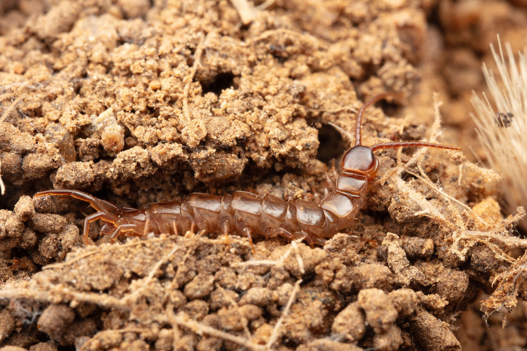 Lithobiidae from Laoshan District, Qingdao, Shandong, China on December ...