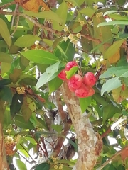 Image of Syzygium aqueum