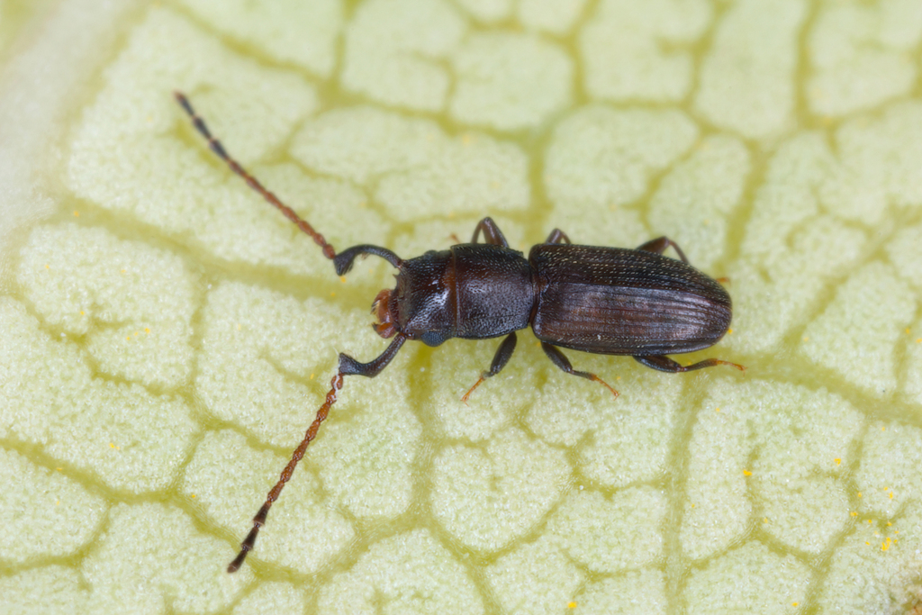 Microbrontes planulatus from Black River, Mauritius on December 26 ...