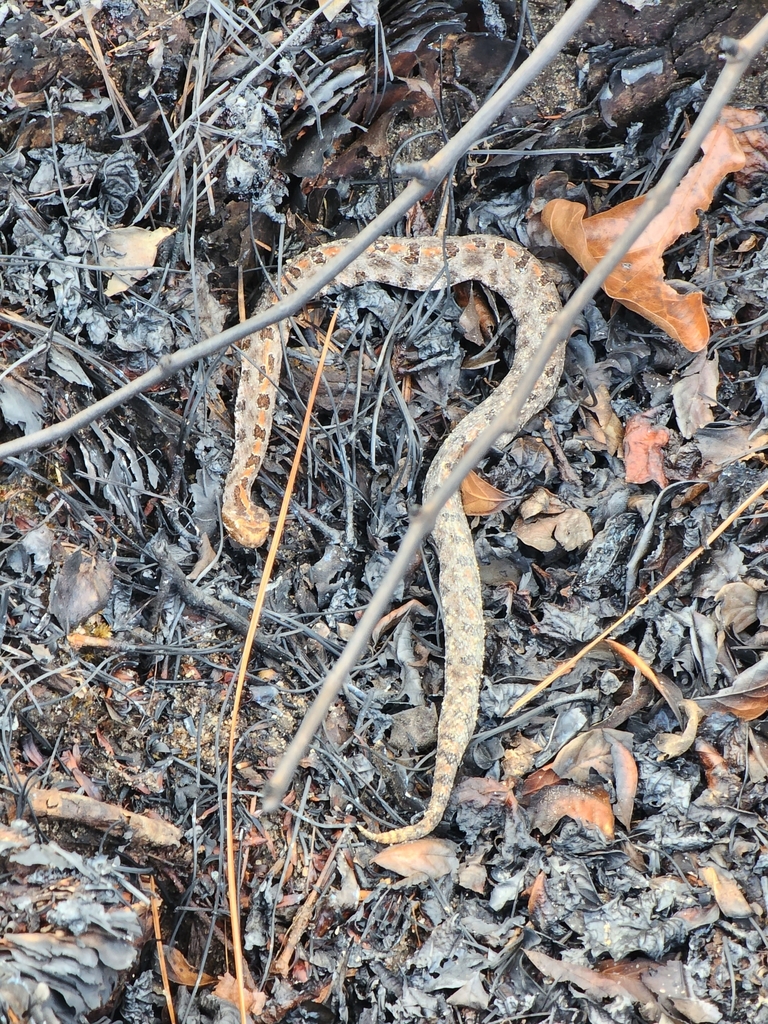 Pygmy Rattlesnake In January 2024 By Benjamin Overlie INaturalist   Large 