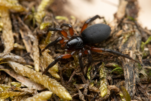 Gnaphosa bicolor