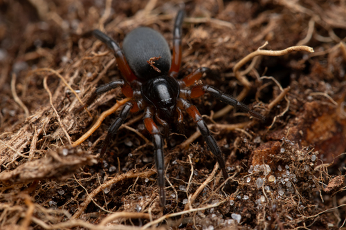 Gnaphosa bicolor