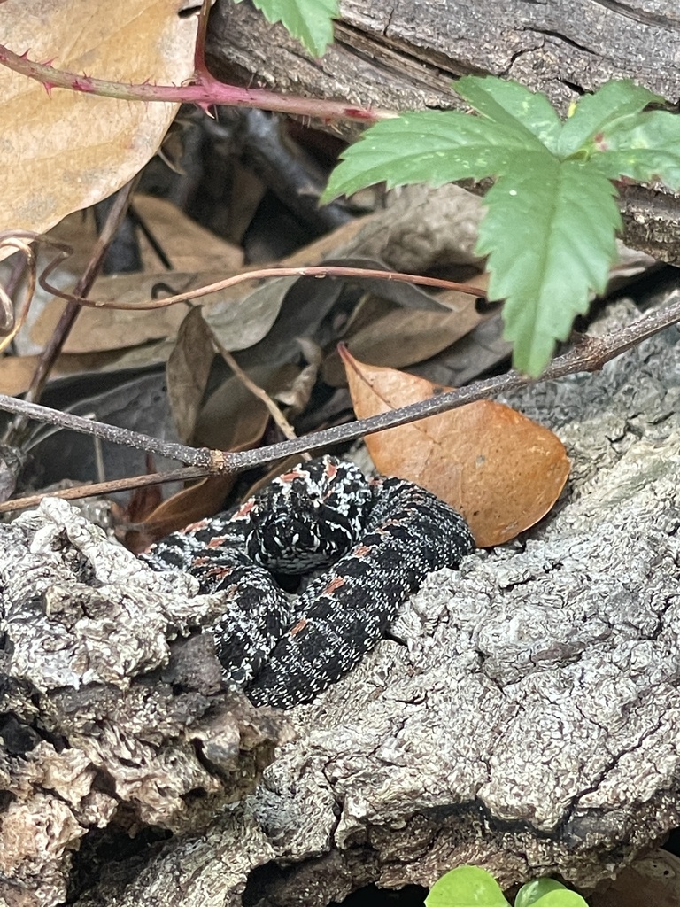 Dusky Pygmy Rattlesnake from Black Bear Wilderness Area, Sanford, FL