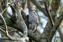 Buteo nitidus image