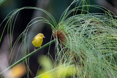 Setophaga petechia image