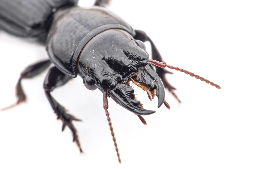 Big-headed Ground Beetle (Scarites subterraneus) · iNaturalist