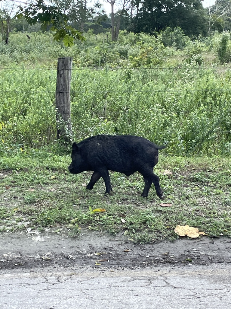 Domestic Pig from Isla Cozumel, Cozumel, Q. Roo., MX on January 23 ...