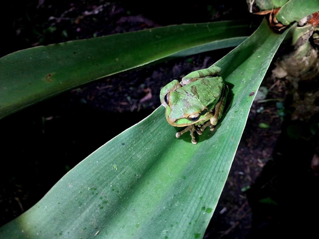 Masked Tree Frog from Nacascolo, Provincia de Guanacaste, Liberia ...