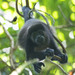 Coiba Island Howler Monkey - Photo (c) Owen Ridgen, all rights reserved, uploaded by Owen Ridgen