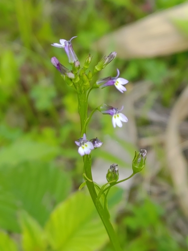 Lobelia cliffortiana