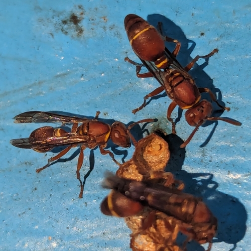Ropalidia galimatia