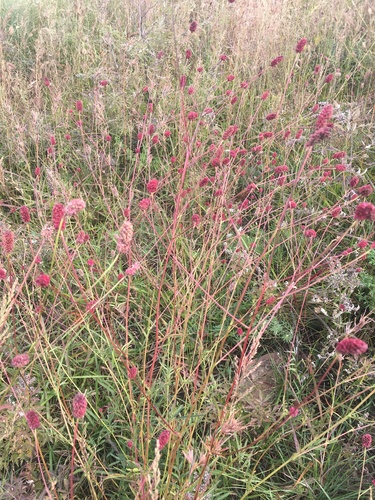 Great burnet