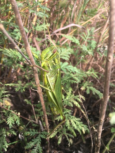 Large Green Grasshopper