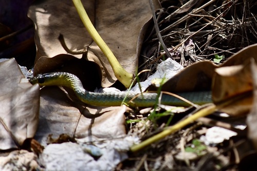 Common Tree Snake sighting