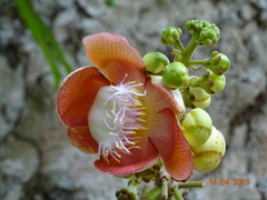 Couroupita guianensis image