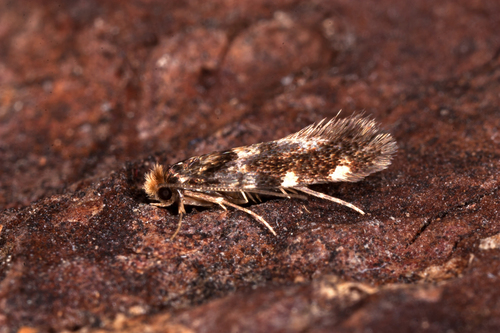 Triaxomasia