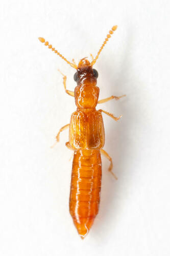 Manda nearctica Moore, 1964